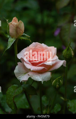 Rosa johann strauss hi-res stock photography and images - Alamy