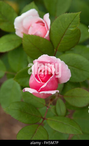 Rosa, Rose,   Brother Cadfael, Rose, Austin, David, English, AUSglobe Stock Photo