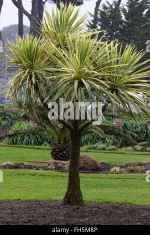 Branching growth of the variegated cabbage palm, Cordyline australis 'Torbay Dazzler' Stock Photo