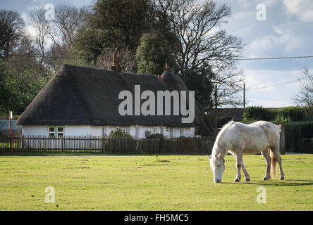 The Village of Hale in the New Forest with a pony grazing on Hatchet Green Stock Photo