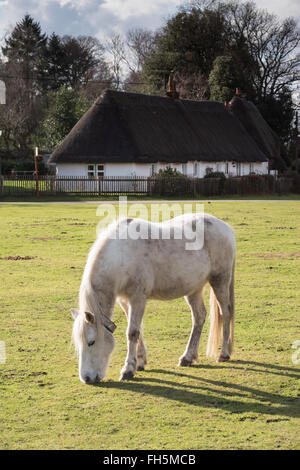 The Village of Hale in the New Forest with a pony grazing on Hatchet Green Stock Photo