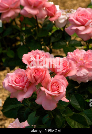 Rosa English Miss, floribunda, light pink, Stock Photo