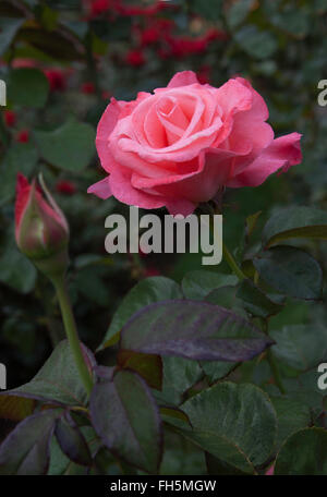 The First Prize Hybrid Tea Rose growing at Woodland Park Rose Garden in ...