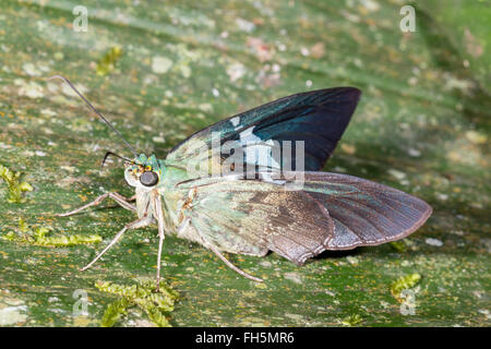 Skipper butterfly (Family Hesperidae) on a leaf in the rainforest, Pastaza province, Ecuador Stock Photo