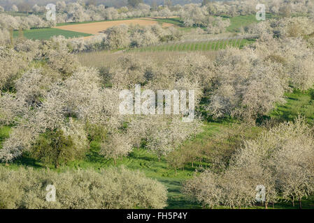 Overhead view of cherry tree orchards, in blossom, spring. Baden Wuerttemberg, Schwarzwald, Germany. Stock Photo
