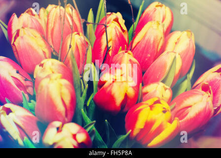 Yellow red flowers tulips fresh bouquet with green leaves and stem with ...