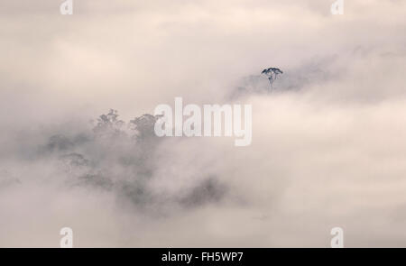 Giant forest trees emerging from morning mist in the Danum valley Sabah Borneo Stock Photo