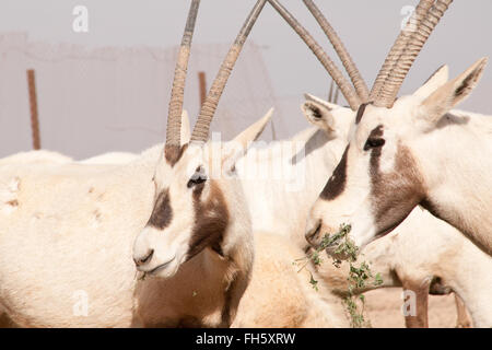 A herd of rare Arabian Oryx on the Shaumari Wildlife Reserve on the outskirts of Azraq Oasis in the Eastern Desert of the Hashemite Kingdom of Jordan. Stock Photo