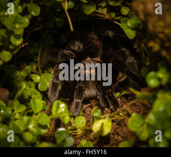 Large Tarantula spider in her lair on the rain forest floor of central Belize Central America Stock Photo