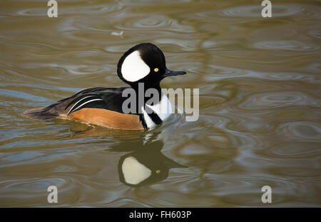 Drake Hooded Merganser Lophodytes cucullatus a North American species of duck here swimming at Slimbridge in Gloucestershire UK Stock Photo