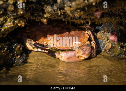 Edible Crab Cancer pagurus sheltering in a rock crevice on a sandy beach in South Wales waiting for high tide Stock Photo