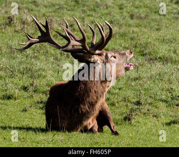 Ten pointed Red Deer stag Cervus elaphus bellowing in the rutting season Ashton Court Bristol UK