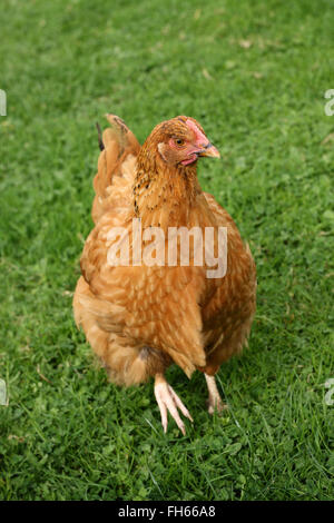 A free range chicken strolls around farm, close up. This hen was living on farm in Devon, UK Stock Photo