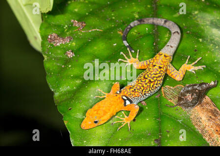 Collared Gecko (Gonatodes concinnatus) Male in breeding colouration in the rainforest understory, Pastaza province, Ecuador Stock Photo