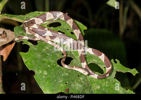 Blunt-headed tree snake (Imantodes cenchoa) crawling through understory vegetation, Pastaza province, Ecuador Stock Photo