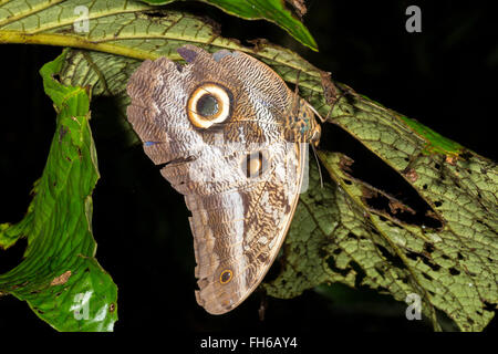 Owl butterfly (Caligo eurilochus) roosting at night in the rainforest understory, Pastaza province, Ecuador Stock Photo