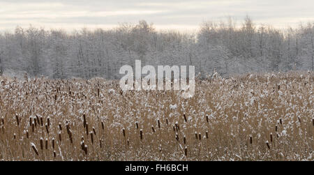 Bulrushes in winter snow, Falkirk, Scotland Stock Photo - Alamy