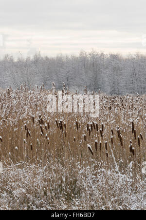 Bulrushes in winter snow, Falkirk, Scotland Stock Photo - Alamy