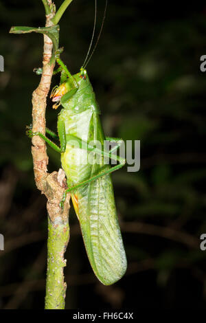A very large green bush cricket  in the rainforest, Pastaza province, Ecuador. Stock Photo