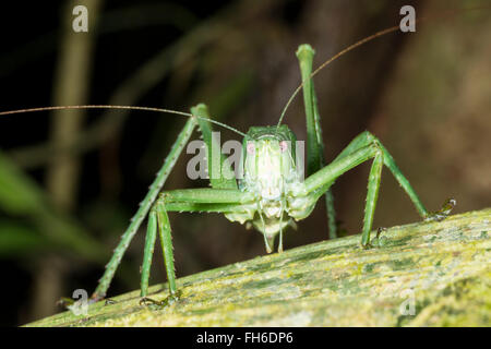 A very large green bush cricket in a rainforest shrub, Pastaza province in the Ecuadorian Amazon. Stock Photo