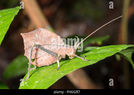 Leaf mimic katydid (Typophyllum sp.) in the rainforest understory, Pastaza province, Ecuador