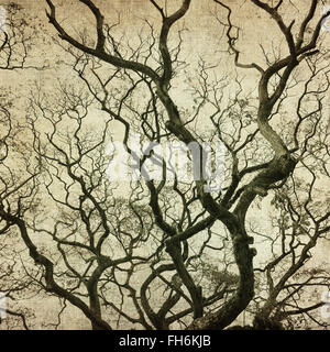 grunge frame with tree silhouettes Stock Photo