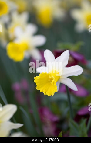 Narcissus growing amongst hellebores in an English garden. Stock Photo