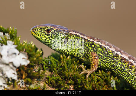 Sand Lizard (Lacerta agilis) male, Mecklenburg-Western Pomerania, Germany Stock Photo