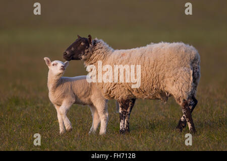 Sheep (Ovis aries), lamb and ewe on a pasture, Suffolk, United Kingdom Stock Photo