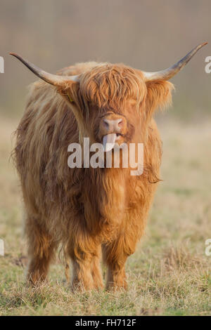 Highland Cattle (Bos taurus), cow sticking out tongue, on a pasture, Suffolk, United Kingdom Stock Photo