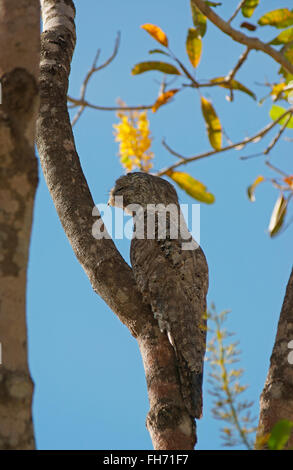 Great Potoo (Nyctibius grandis) on a tree, Pantanal, Mato Grosso, Brazil Stock Photo