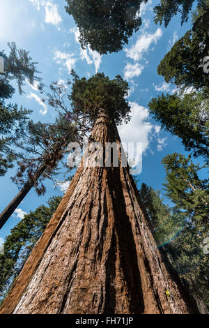 Giant Sequoia (Sequoiadendron giganteum), Tuolumne Grove, Yosemite National Park, California, Noramerika