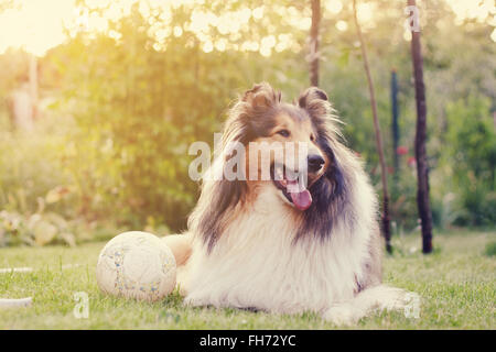 A rough collie lying on a lawn near hew favourite toy - a rubber ball. Stock Photo