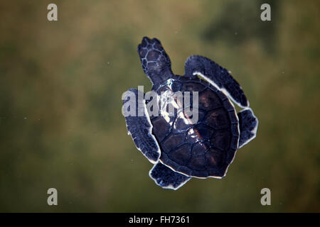 Turtle Hatchery near Galle, Sri Lanka Stock Photo