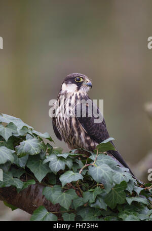 Eurasian Hobby, falcon (Falco subbuteo), perched on a tree, captive, United Kingdom Stock Photo