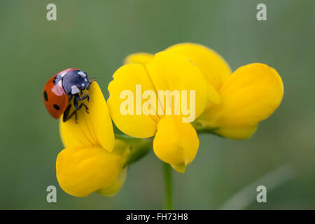 Seven-spot Ladybird, also Sevenspotted Lady Beetle (Coccinella septempunctata), on a Birds-foot Trefoil (Lotus corniculatus) Stock Photo