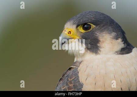 Peregrine Falcon (Falco peregrinus), portrait, captive, United Kingdom Stock Photo