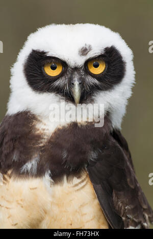 Spectacled Owl (Pulsatrix perspicillata), portrait, captive, United Kingdom Stock Photo