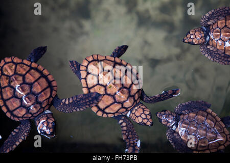 Turtle Hatchery near Galle, Sri Lanka Stock Photo