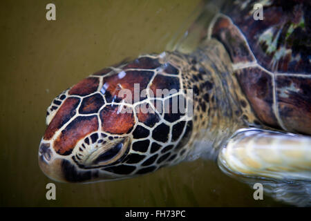 Turtle Hatchery near Galle, Sri Lanka Stock Photo