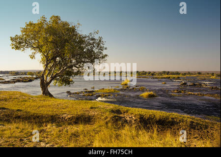Tree at the Zambezi River, Zimbabwe Stock Photo