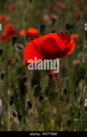 Common Poppy - Papaver rhoeas Image taken near Tring, Hertfordshire, UK ...