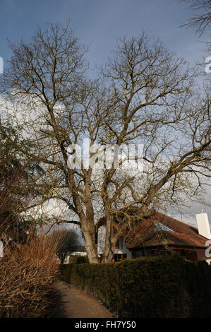 Walnut tree Stock Photo