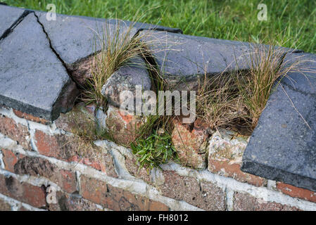 Broken, cracked and overgrown Victorian garden wall capping. Stock Photo