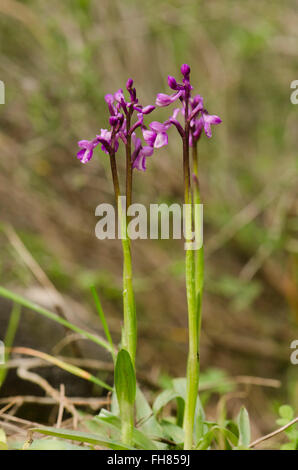 Champagne's orchid , Orchis champagneuxii, Andalusia, Southern Spain. Stock Photo