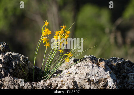 Narcissus gaditanus, Rush-leaf jonquil, endemic species to Andalusia, Malaga, Spain, Europe. Stock Photo
