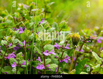 Lamium maculatum flowers Stock Photo