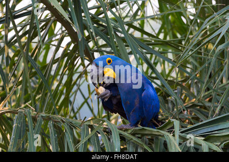 Hyacinth Macaw (Anodorhynchus hyacinthinus) eating nuts, Pantanal, Mato Grosso, Brazil Stock Photo