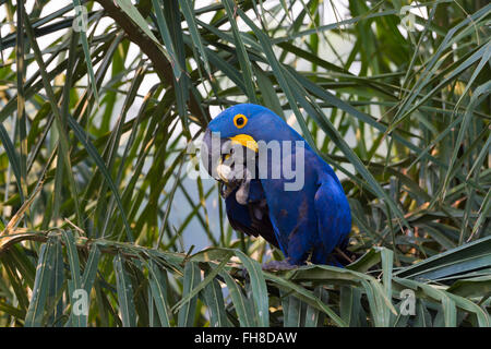 Hyacinth Macaw (Anodorhynchus hyacinthinus) eating nuts, Pantanal, Mato Grosso, Brazil Stock Photo