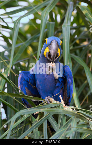 Hyacinth Macaw (Anodorhynchus hyacinthinus) eating nuts, Pantanal, Mato Grosso, Brazil Stock Photo